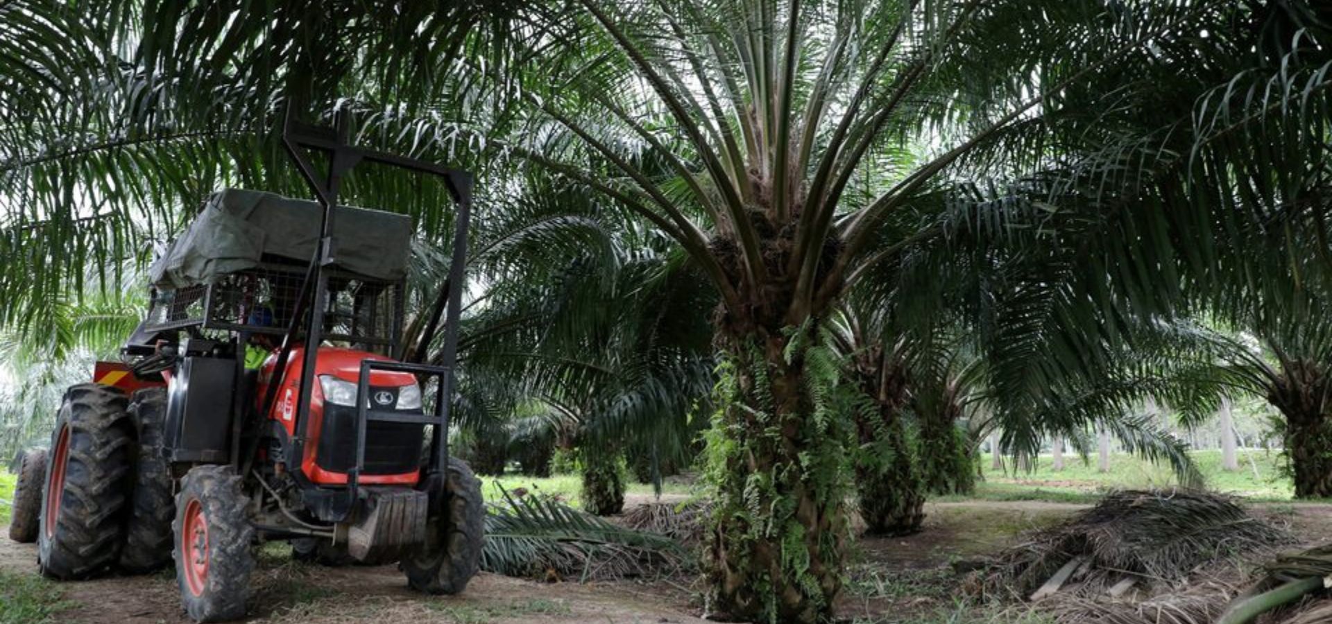 EXCLUSIVE Indonesia, Malaysia eye joint campaign in Europe to counter palm oil critics